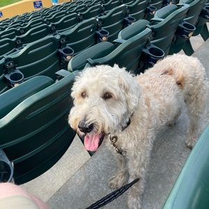 Meet your Posher, Patrick